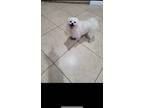 Adopt Caster a White Pomeranian / Pomeranian / Mixed dog in Bloomington