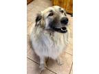 Adopt Willow a White - with Black Anatolian Shepherd / Great Pyrenees / Mixed