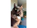 Adopt Jazzy a Black (Mostly) RagaMuffin / Mixed (medium coat) cat in Saskatoon