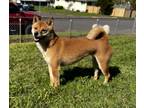Adopt Emi a Tan/Yellow/Fawn - with White Shiba Inu / Mixed dog in Salem