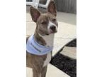 Adopt Blue a Brindle - with White Basenji / Bull Terrier / Mixed dog in