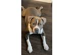Adopt Esco a Gray/Silver/Salt & Pepper - with White American Pit Bull Terrier /