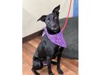 Adopt Molly a Black Hound (Unknown Type) / Mixed dog in Weatherford