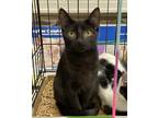 Adopt Slash a All Black Domestic Shorthair / Mixed (short coat) cat in Columbia