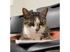 Adopt Sorcha a Gray, Blue or Silver Tabby Domestic Shorthair (short coat) cat in