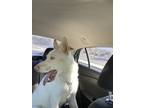 Adopt Jax a White Husky / Mixed dog in Henderson, NV (41340527)