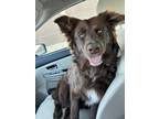 Adopt Gus a Brown/Chocolate - with White Border Collie / Mixed dog in Darien