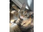 Adopt Taru a Brown Tabby Tabby / Mixed (short coat) cat in Fort Lauderdale