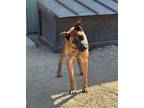 Adopt Stacks a Belgian Malinois / Mixed dog in Stagecoach, NV (39600409)