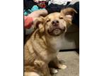 Adopt Maverick a Red/Golden/Orange/Chestnut Mutt dog in Bradenton, FL (40879970)