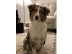 Adopt Annie a Merle Australian Shepherd / Mixed dog in Minneapolis