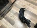 Adopt Piglet a Black - with Gray or Silver Dachshund / Basset Hound / Mixed dog