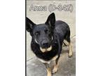 Adopt Anna a Black - with Brown, Red, Golden, Orange or Chestnut German Shepherd