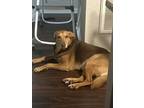 Adopt Sophie a Brown/Chocolate - with Tan Mutt / Australian Shepherd / Mixed dog