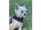 Adopt GANSITO a White - with Tan, Yellow or Fawn Westie, West Highland White