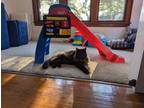 Adopt Coca a All Black Domestic Longhair (long coat) cat in Buffalo