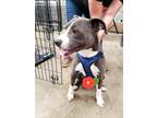 Adopt Edison a White - with Gray or Silver Pit Bull Terrier / Mixed dog in
