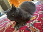 Adopt Kiwi a Gray or Blue Chartreux / Mixed (medium coat) cat in Temple City