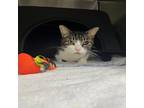 Adopt SAMMY a Gray or Blue Domestic Shorthair / Domestic Shorthair / Mixed cat