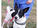 Adopt Sandy a White - with Black Canaan Dog / Pointer / Mixed dog in Anniston