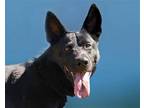 Adopt Ranger a Black German Shepherd Dog / Mixed dog in Anniston, AL (40659360)