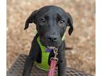 Adopt Alan a Black Mountain Cur / Labrador Retriever / Mixed dog in Anniston