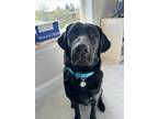Adopt Champ a Black Labrador Retriever / Mixed dog in Warrington, PA (41340397)