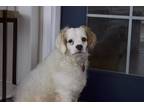 Adopt Daisy Rose Mae a White - with Tan, Yellow or Fawn Goldendoodle / Mixed dog