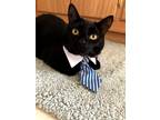 Adopt Kuro a All Black Bombay / Mixed (medium coat) cat in Mission Viejo