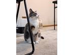 Adopt Mimi a Calico or Dilute Calico Domestic Shorthair / Mixed (short coat) cat