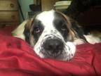 Adopt Bella a White - with Brown or Chocolate St. Bernard / Great Pyrenees /