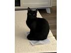 Adopt Cleo a All Black Domestic Shorthair / Mixed (medium coat) cat in