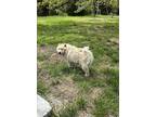 Adopt Daisy a White Chow Chow / Mixed dog in Highlandville, MO (41340361)