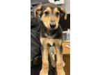 Adopt Ignacio a Brown/Chocolate Shepherd (Unknown Type) / Mixed Breed (Medium) /