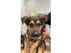 Adopt Rollie a Brown/Chocolate Shepherd (Unknown Type) / Mixed Breed (Medium) /
