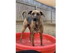 Adopt Marley a Brindle Hound (Unknown Type) / Mixed dog in Wenham, MA (39840284)