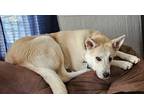Adopt Ozzy a Tan/Yellow/Fawn - with White Husky / Mixed dog in Portland