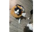 Adopt Robb a Black & White or Tuxedo Domestic Longhair / Mixed (long coat) cat