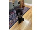 Adopt Sol a Black Poodle (Standard) / Mixed dog in Manhattan, KS (41101067)