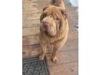 Adopt Marshall a Brown/Chocolate Shar Pei / Mixed dog in Blind Bay
