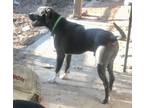 Adopt Adventourous Explorer a Black - with White American Pit Bull Terrier /