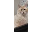 Adopt Sushi a White (Mostly) Siamese / Mixed (medium coat) cat in San Antonio