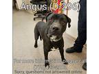 Adopt Angus a Black - with White Pit Bull Terrier / Mixed dog in Fallon