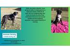 Adopt Bandit a Labrador Retriever / Mixed Breed (Medium) / Mixed dog in