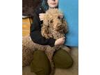 Adopt Merlin a Black - with Tan, Yellow or Fawn Poodle (Standard) / Mixed dog in