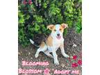 Adopt Blossom a Tan/Yellow/Fawn - with White Border Collie / Australian Cattle