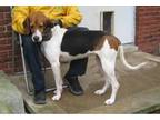 Adopt Gracie a Tricolor (Tan/Brown & Black & White) Foxhound / Mixed dog in