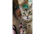 Adopt Mercy a Brown Tabby American Shorthair / Mixed (short coat) cat in