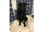 Adopt Bella a Black Goldendoodle / Labradoodle / Mixed dog in Dora
