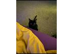Adopt Luna a All Black Domestic Shorthair (short coat) cat in Auburn